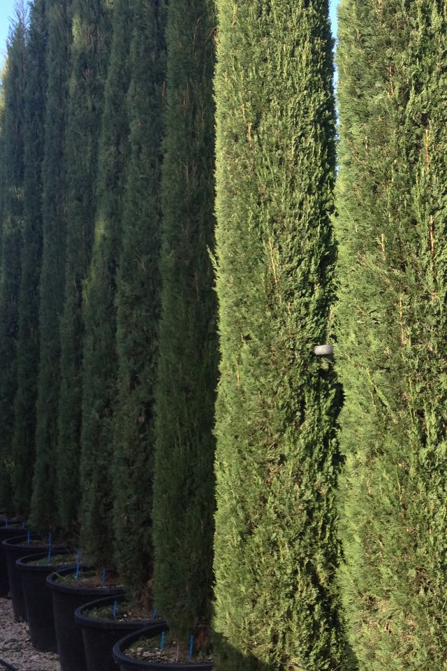 CIPRESSI TOSCANI COLTIVAZIONE E VENDITA